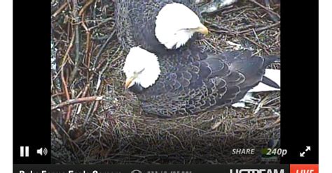 duke farms webcam|Eagle Cam